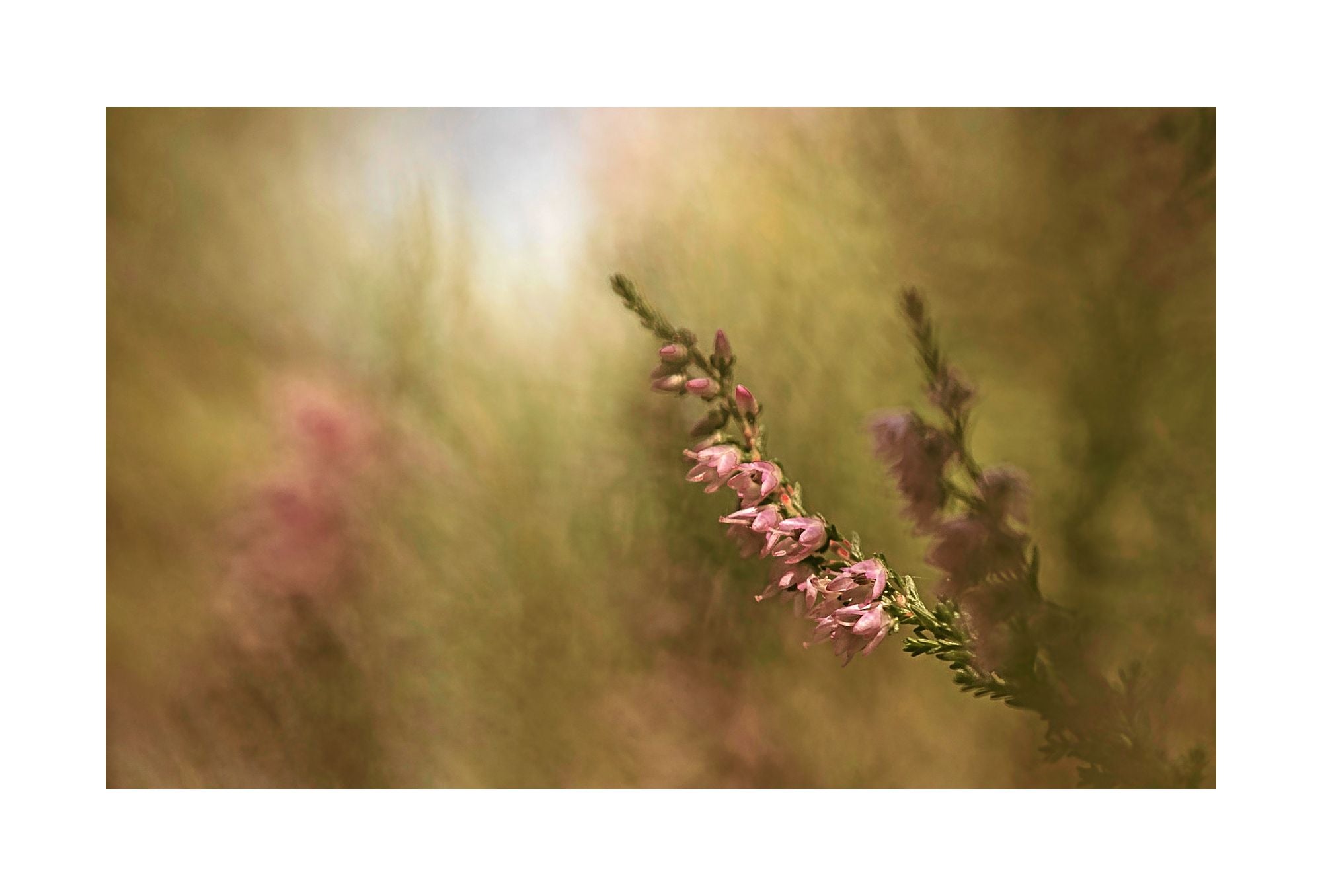 Little Calluna vulgaris 50x70